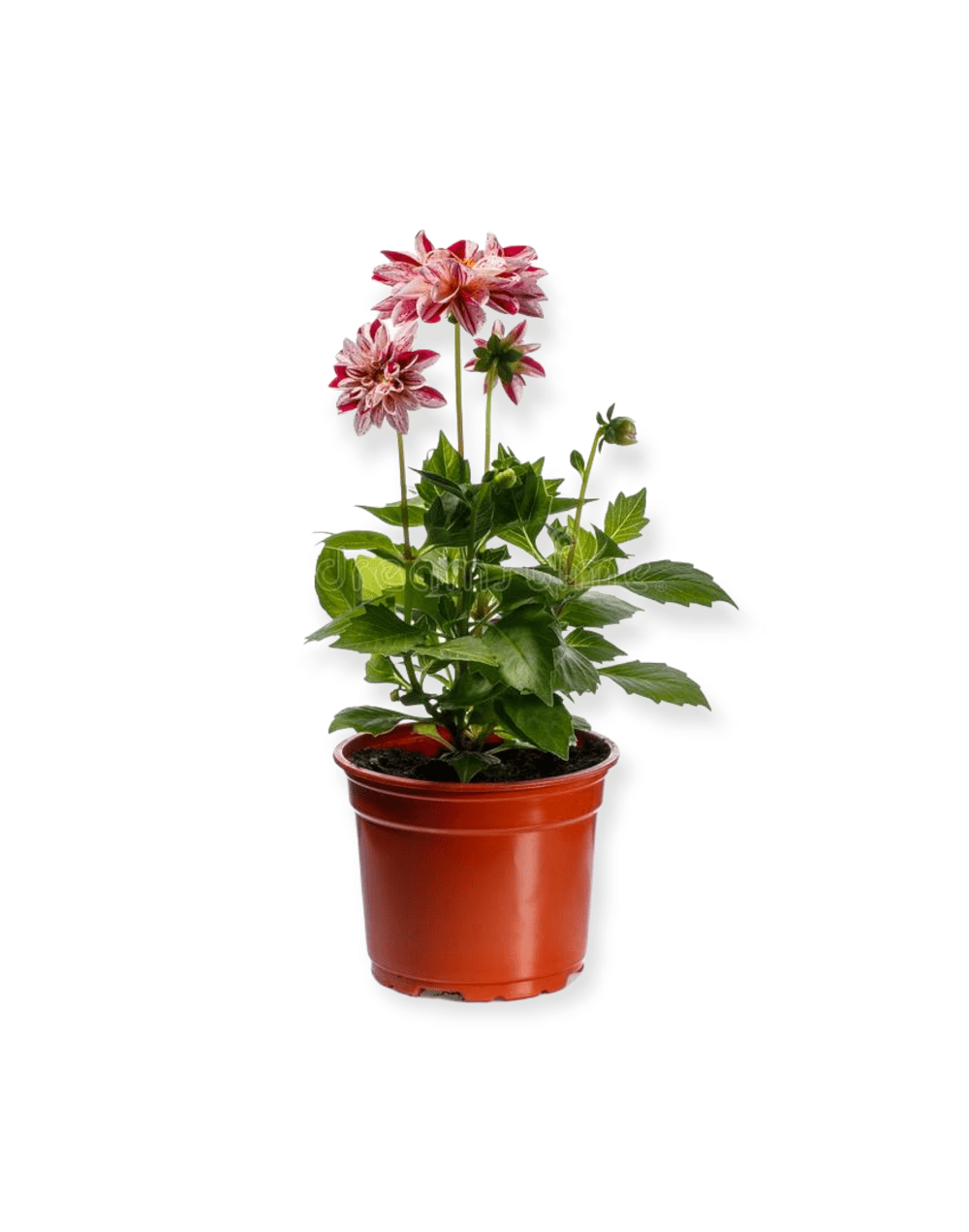 Planta dalia