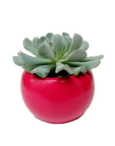Suculenta echeveria runyonii