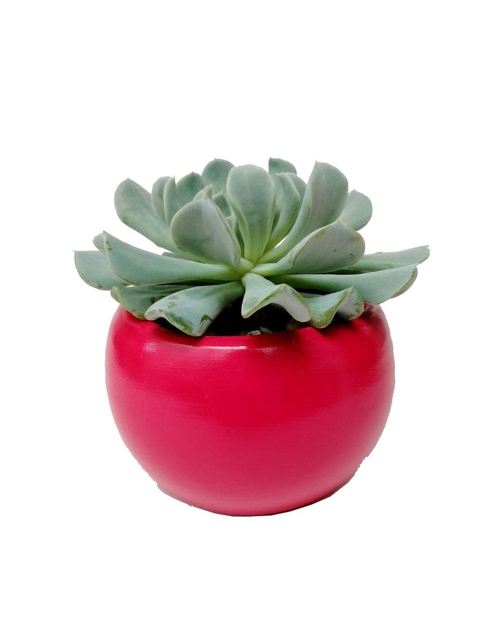 Suculenta echeveria runyonii