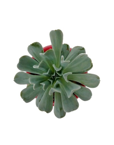 Suculenta echeveria runyonii