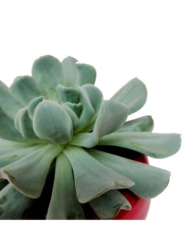 Suculenta echeveria runyonii