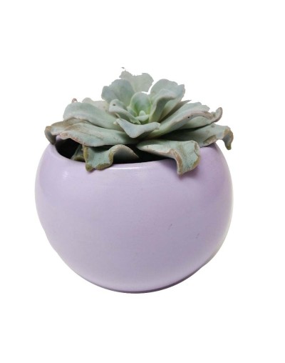 Suculenta echeveria crispate beauty