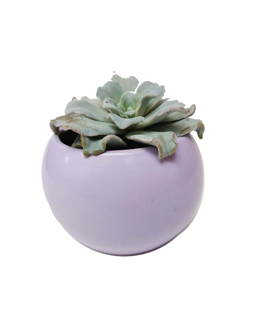 Suculenta echeveria crispate beauty
