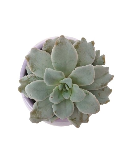 Suculenta echeveria crispate beauty