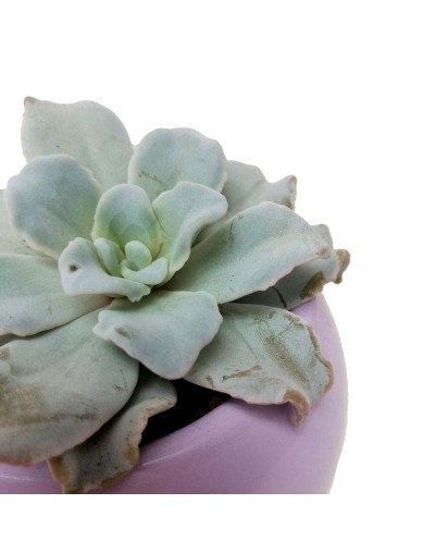 Suculenta echeveria crispate beauty