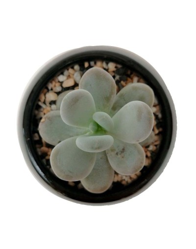 Suculenta almendra rosada