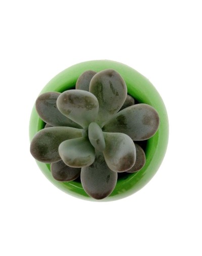 Suculenta almendra rosada
