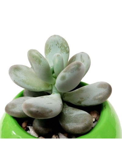 Suculenta almendra rosada