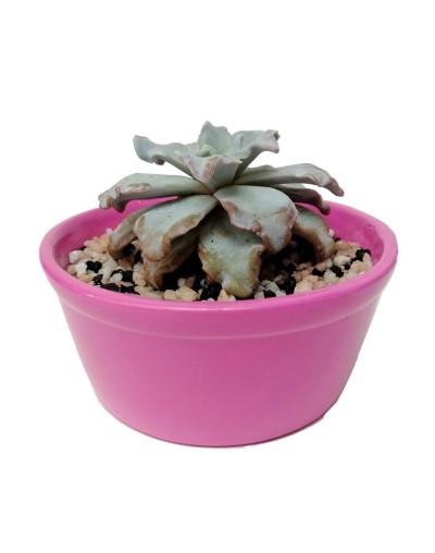 Suculenta echeveria crispate beauty