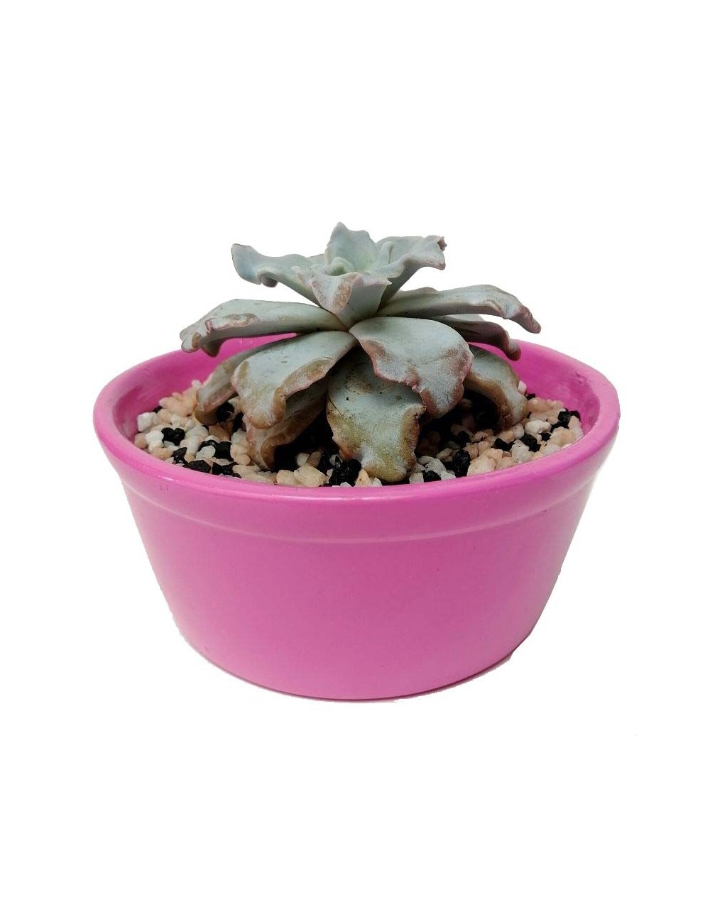 Suculenta echeveria crispate beauty