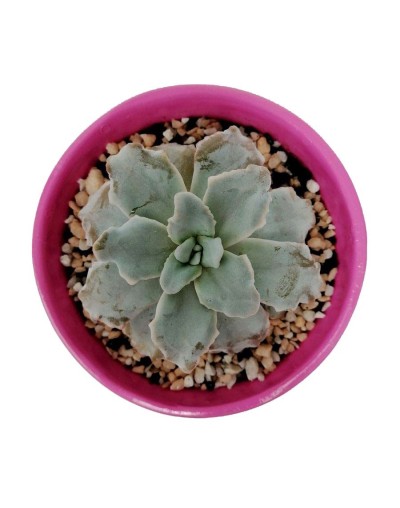 Suculenta echeveria crispate beauty