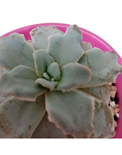 Suculenta echeveria crispate beauty