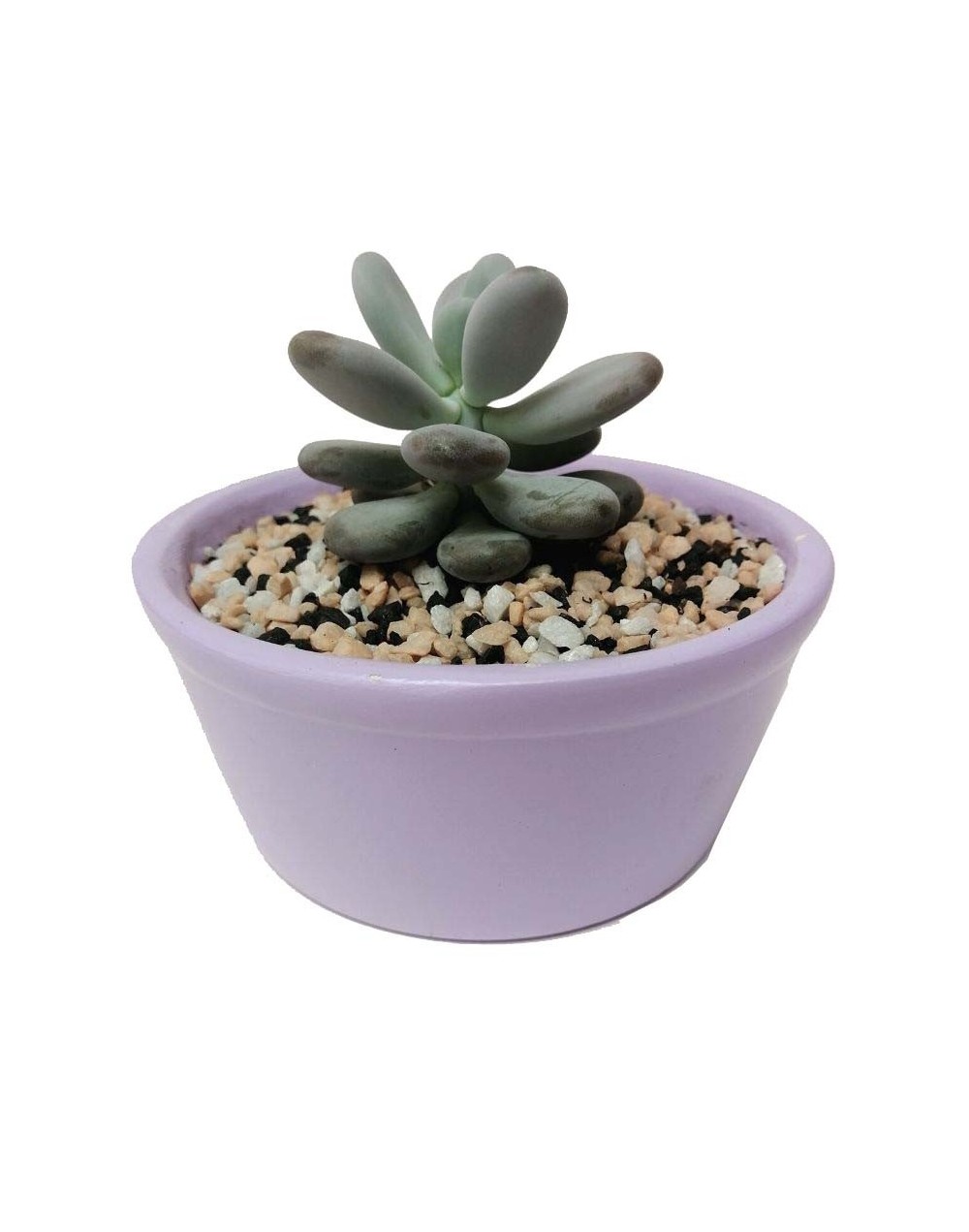 Suculenta almendra rosada