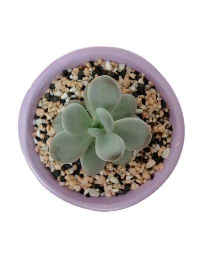 Suculenta almendra rosada