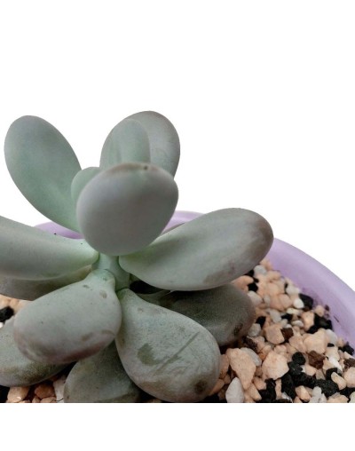 Suculenta almendra rosada