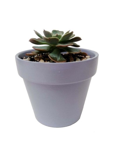 Suculenta echeveria imbricata