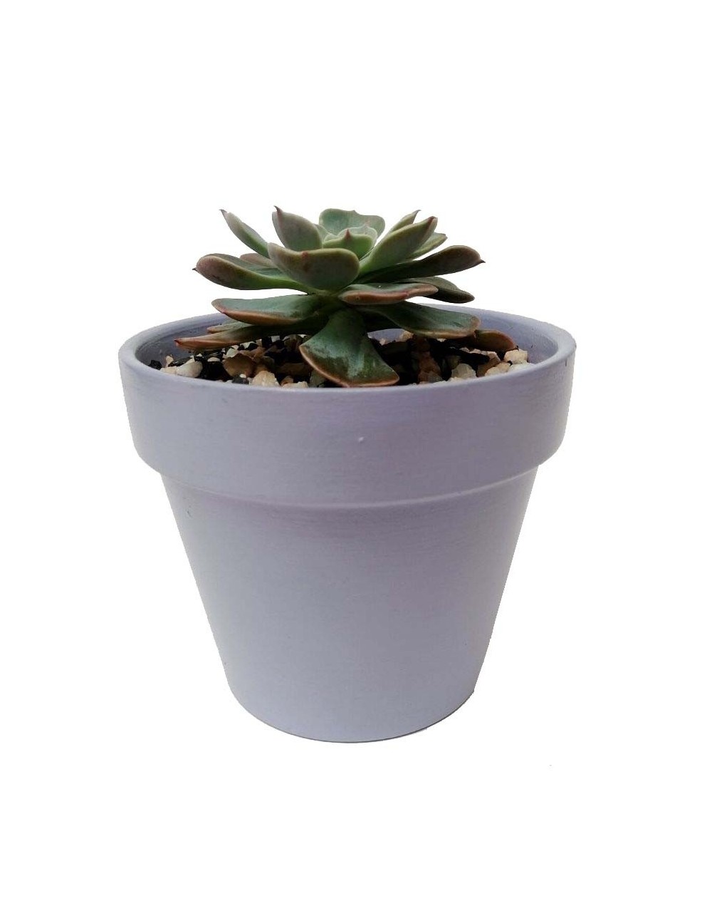 Suculenta echeveria imbricata