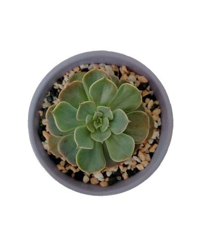 Suculenta echeveria imbricata