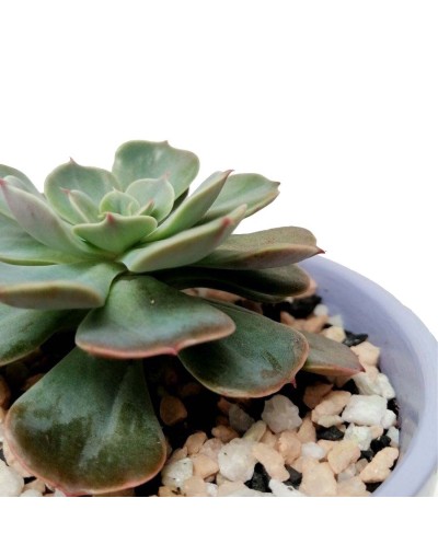 Suculenta echeveria imbricata