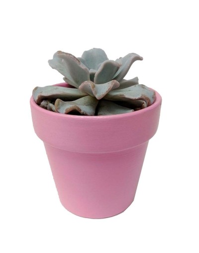 Suculenta echeveria crispate beauty