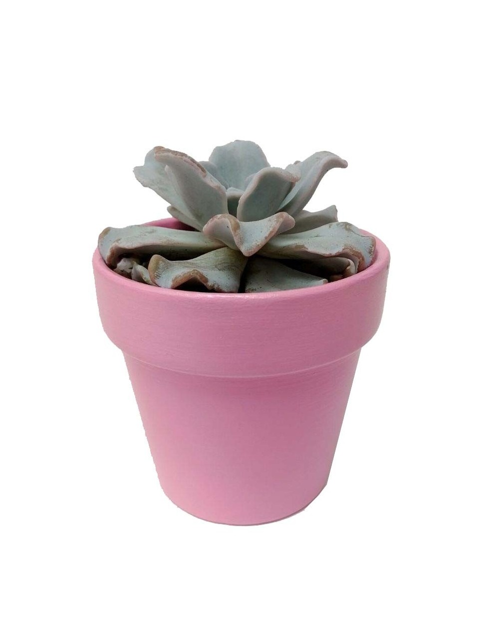 Suculenta echeveria crispate beauty