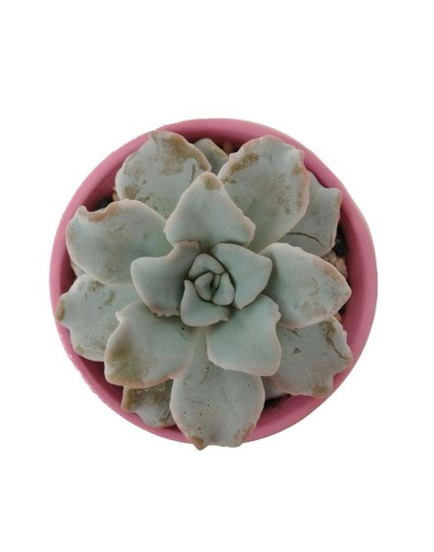 Suculenta echeveria crispate beauty