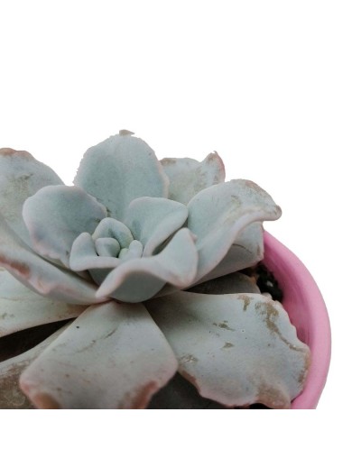 Suculenta echeveria crispate beauty