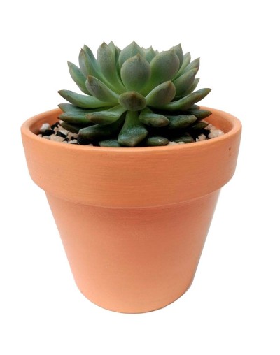 Suculenta echeverria prolifica
