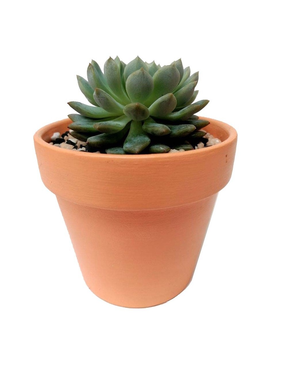 Suculenta echeverria prolifica