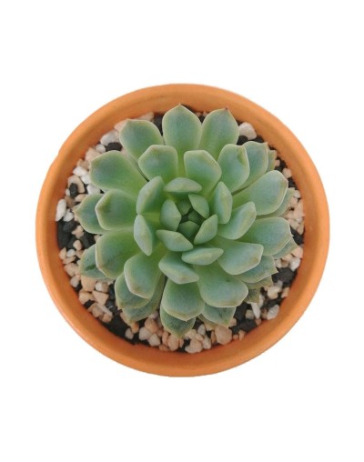 Suculenta echeverria prolifica