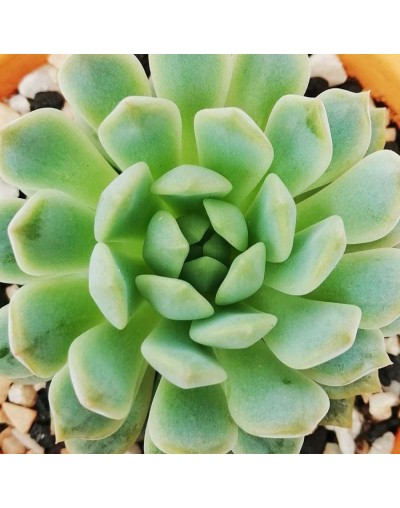 Suculenta echeverria prolifica
