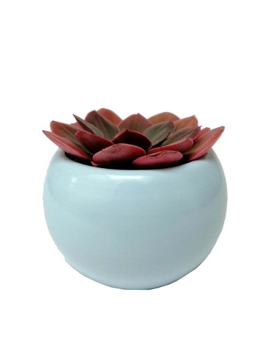 Suculenta echeveria roja
