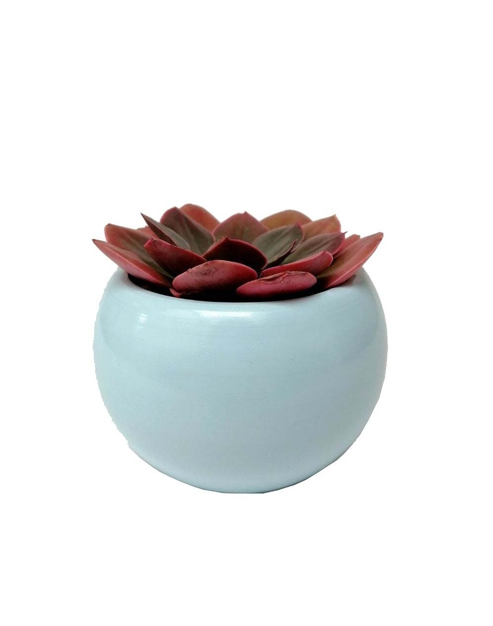 Suculenta echeveria roja