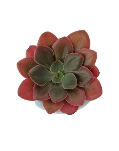 Suculenta echeveria roja