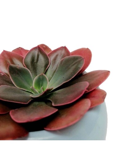 Suculenta echeveria roja