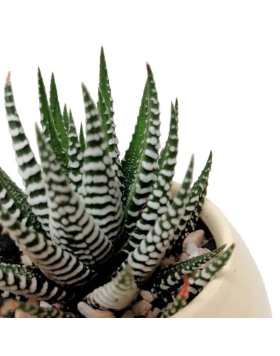 Suculenta sabila cebra