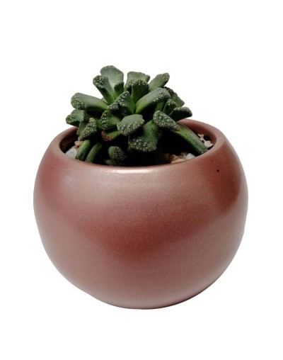 Suculenta titanopsis calcarea