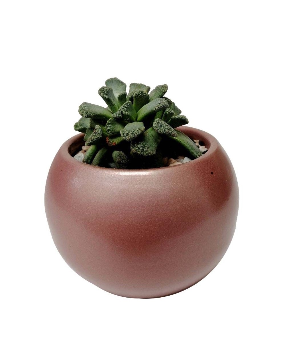 Suculenta titanopsis calcarea