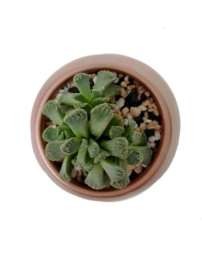 Suculenta titanopsis calcarea