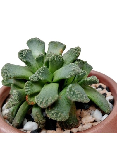 Suculenta titanopsis calcarea