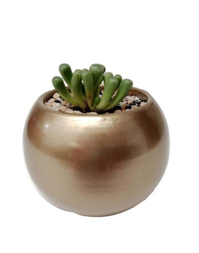 Suculenta frithia pulchra