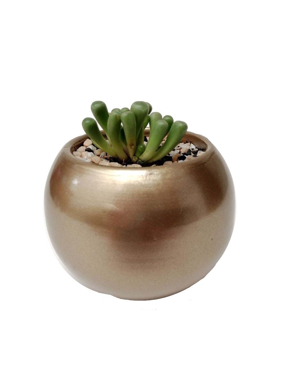 Suculenta frithia pulchra