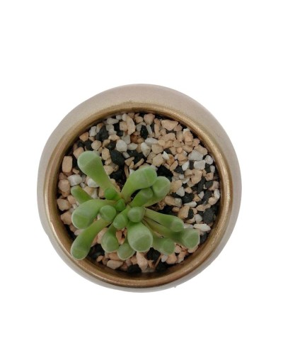 Suculenta frithia pulchra