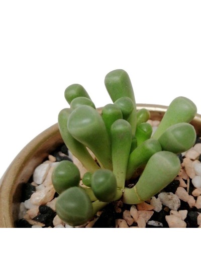 Suculenta frithia pulchra