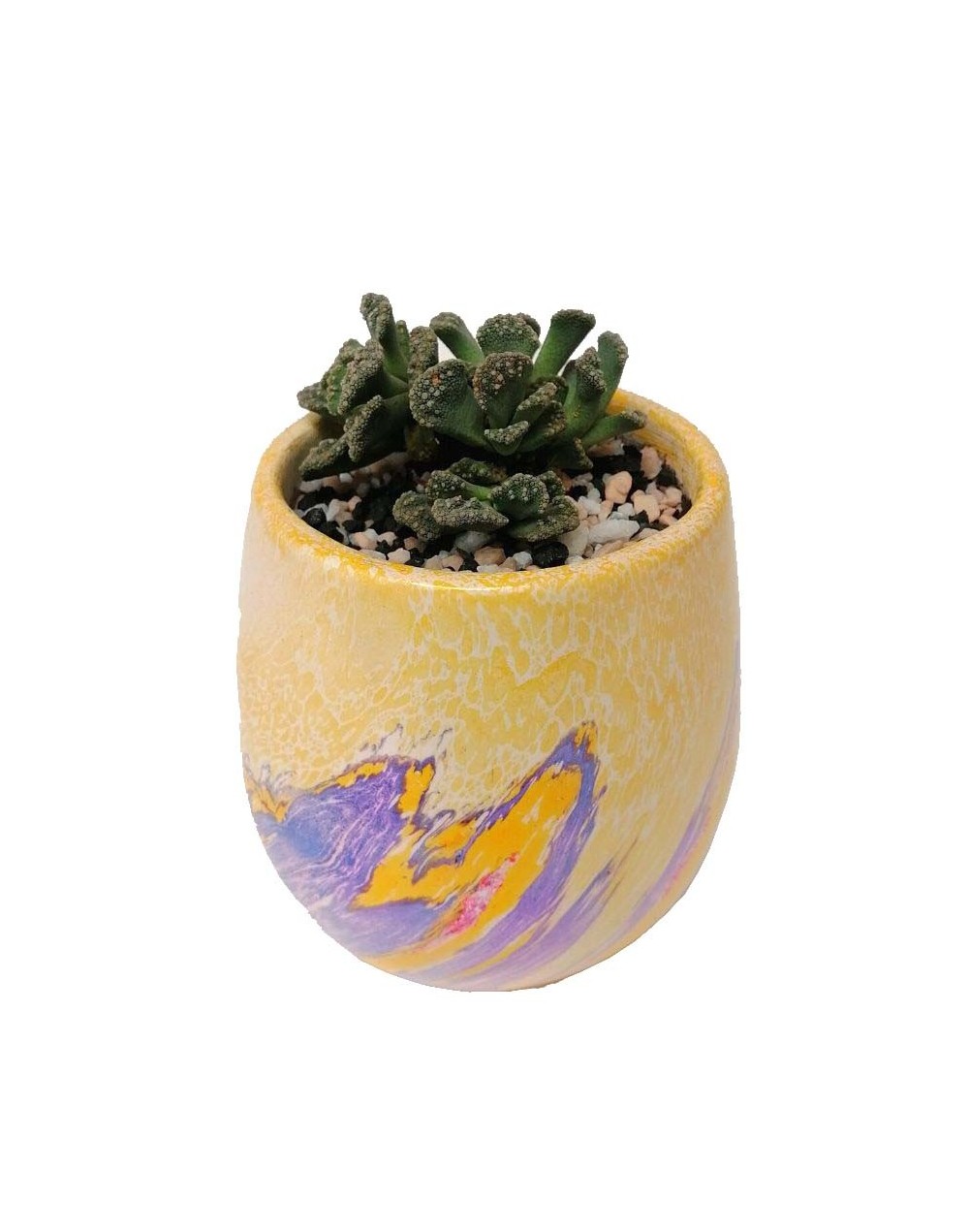 Suculenta titanopsis calcarea