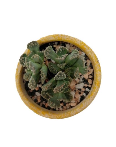 Suculenta titanopsis calcarea
