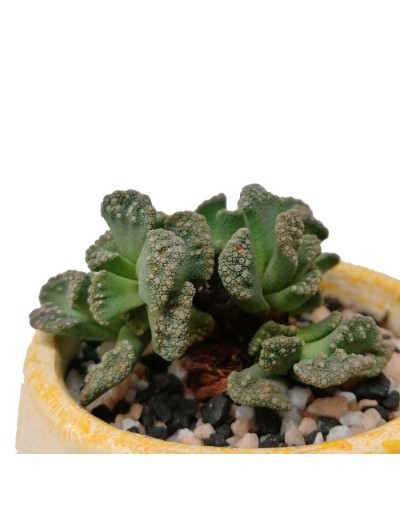 Suculenta titanopsis calcarea