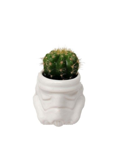 Cactus asiento de suegra