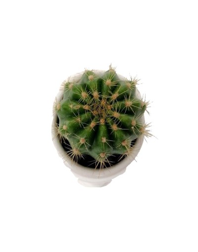 Cactus asiento de suegra