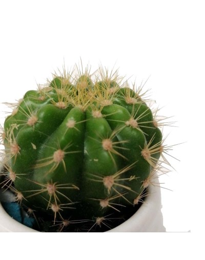 Cactus asiento de suegra